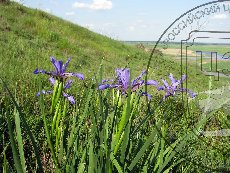 Касатик ненастоящий 003